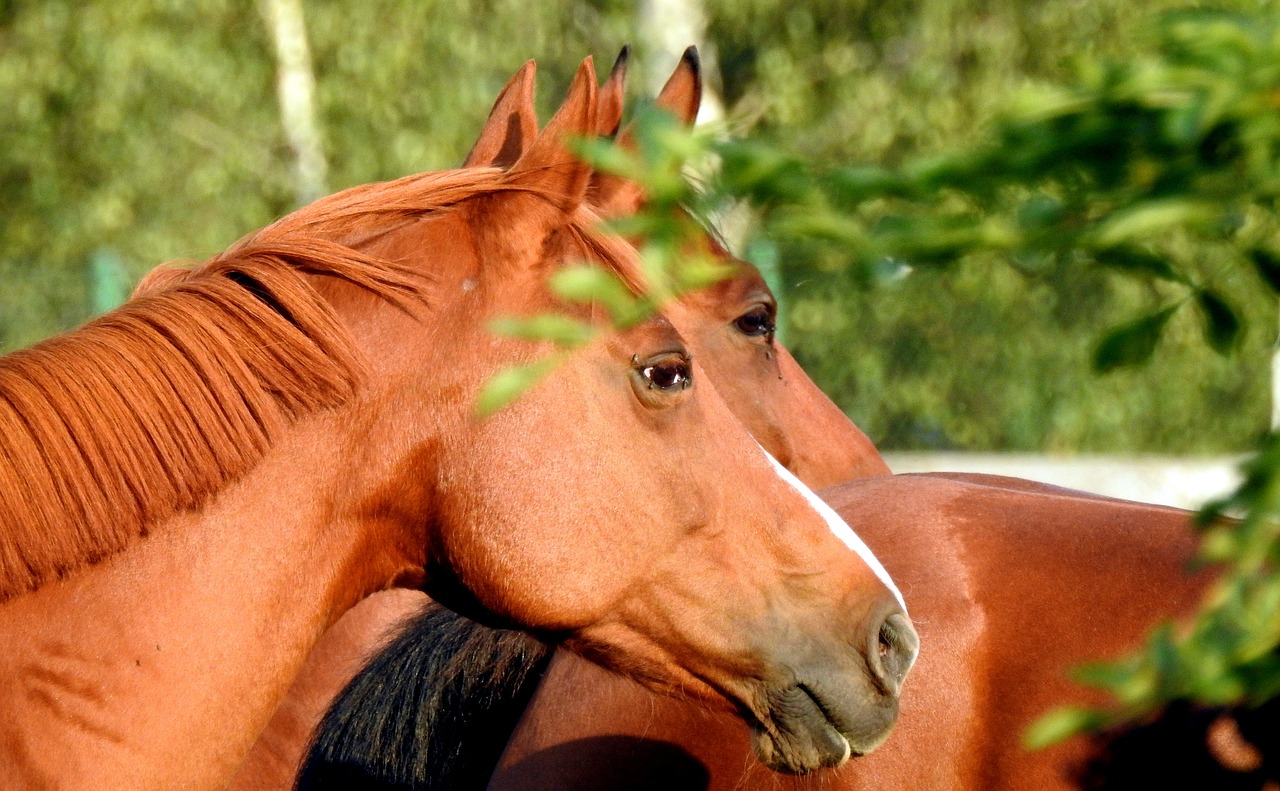 a couple of brown horses standing next to each other, a portrait, by Linda Sutton, pixabay, amongst foliage, close up half body shot, reddish - brown, hiding