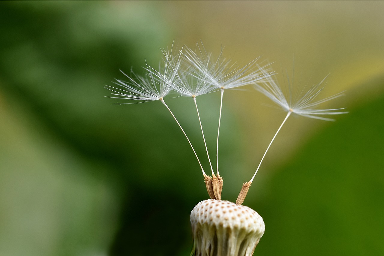 a close up of a dandelion on a plant, by János Nagy Balogh, pixabay, precisionism, feathers raining, puffballs, take off, holding close