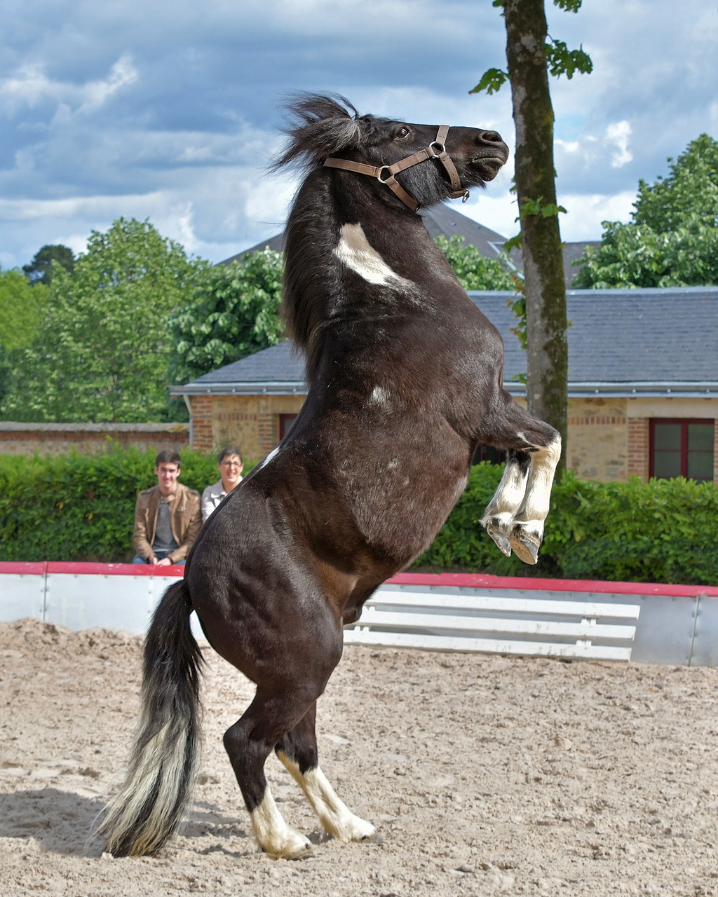 a horse that is standing on its hind legs, a photo, by Sigrid Hjertén, arabesque, that resembles a bull\'s, tjalf sparnaay, very handsome, in 2 0 1 2