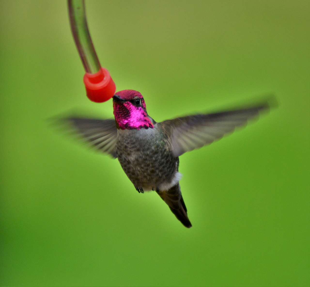 a hummingbird flying next to a bird feeder, by David Budd, fuchsia skin beneath the armor, closeup photo, top - down photo, very sharp and detailed photo