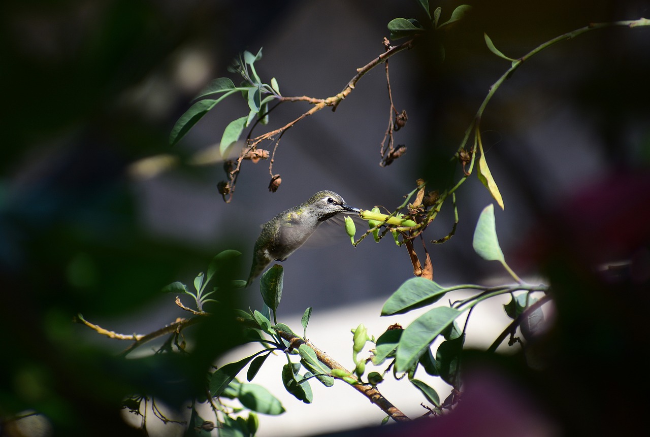 a small bird sitting on top of a tree branch, a photo, salvia droid, eating outside, obscured underexposed view, high res photo