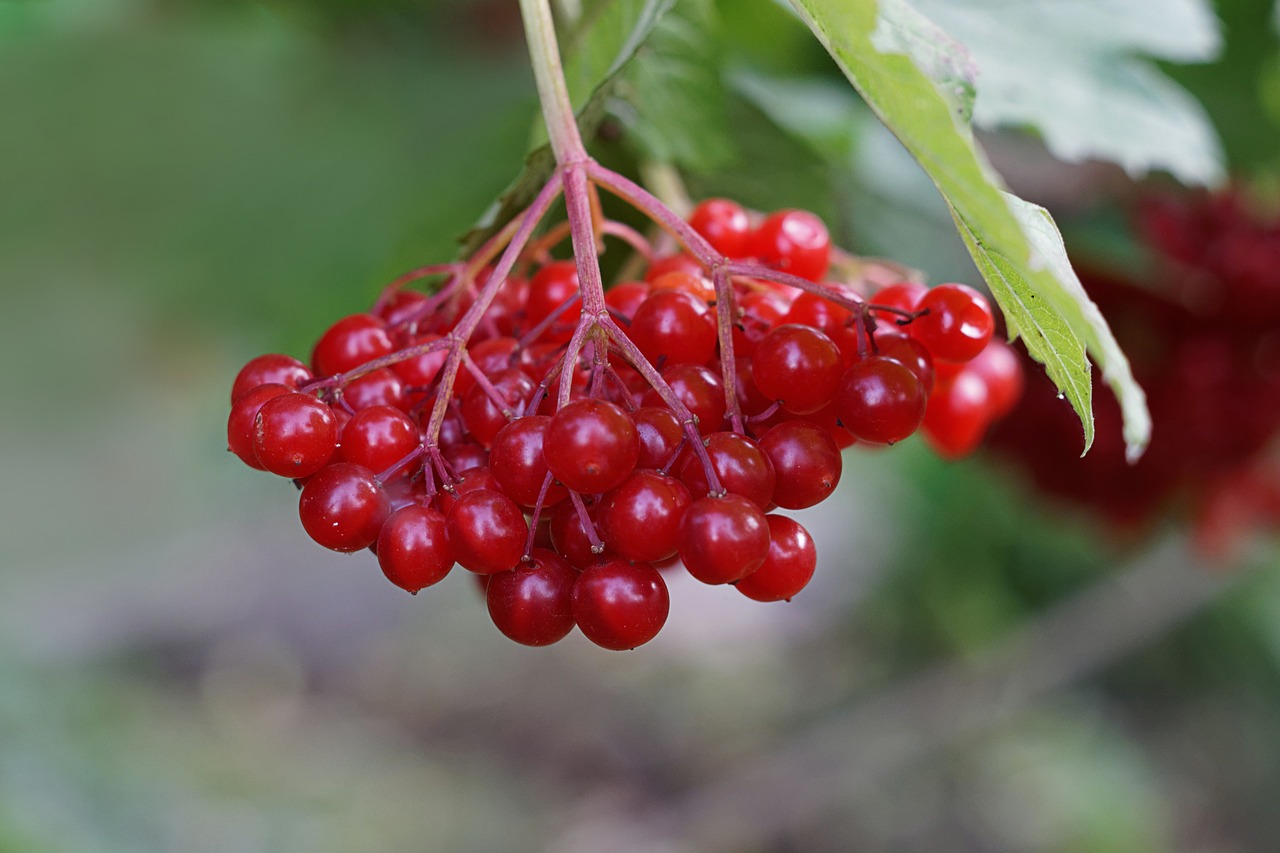 a bunch of red berries hanging from a tree, by Karl Völker, hurufiyya, avatar image, eating, southern slav features, gloss