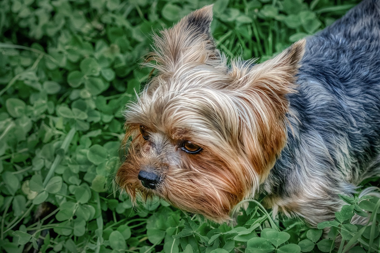 a small dog standing on top of a lush green field, a portrait, by Richard Carline, pixabay contest winner, photorealism, four leaf clover, pouty face, portrait n - 9, highly textured