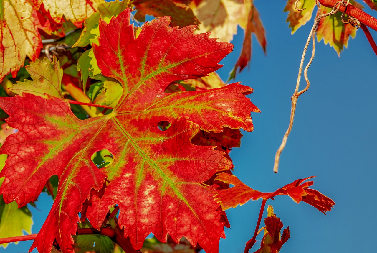 a close up of a leaf on a tree, a photo, vibrant red colors, colorful vines, in sunny weather, closeup photo