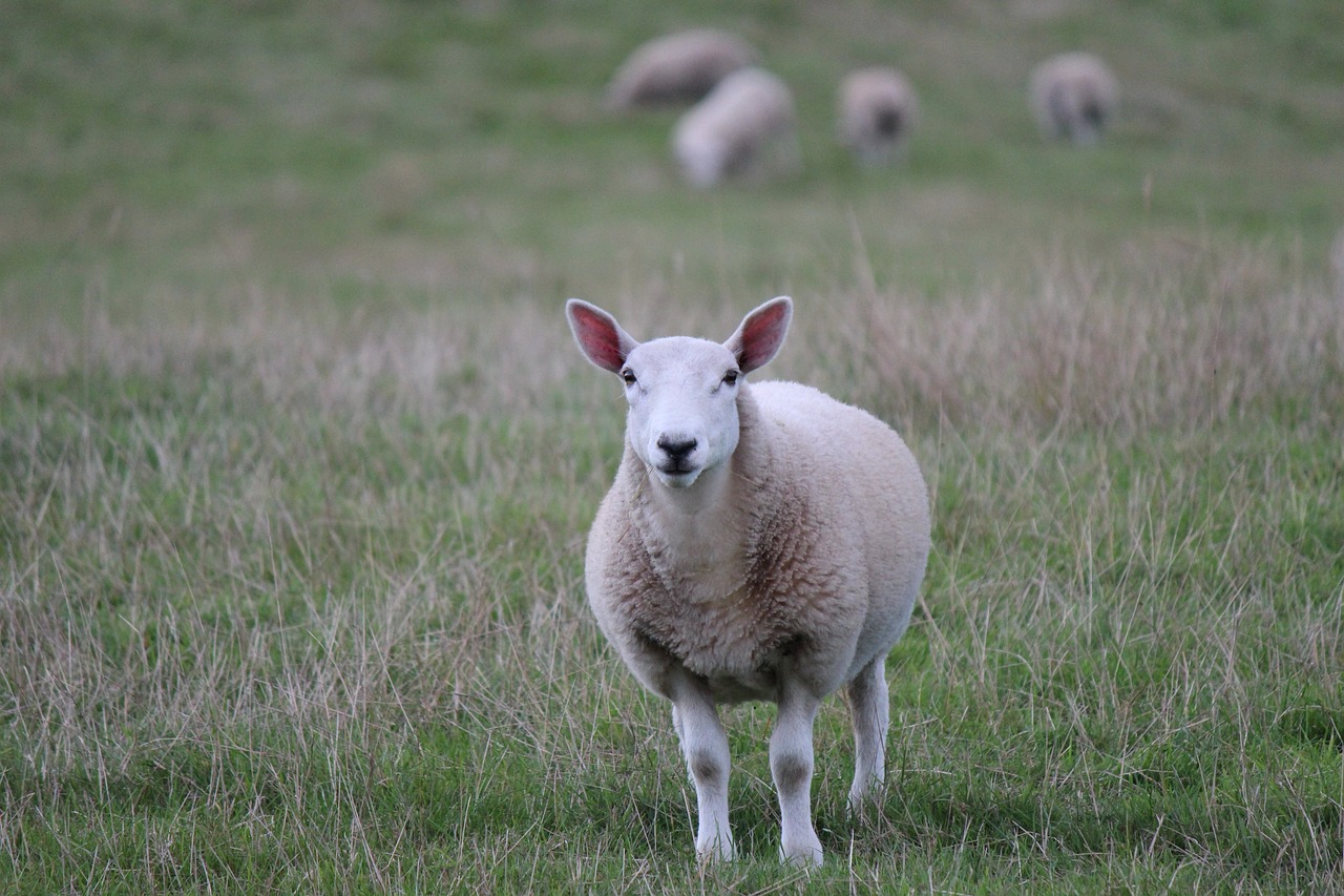 a herd of sheep standing on top of a lush green field, a picture, by John Henderson, flickr, lamb wearing a sweater, pale white face, head and shoulder shot, walking