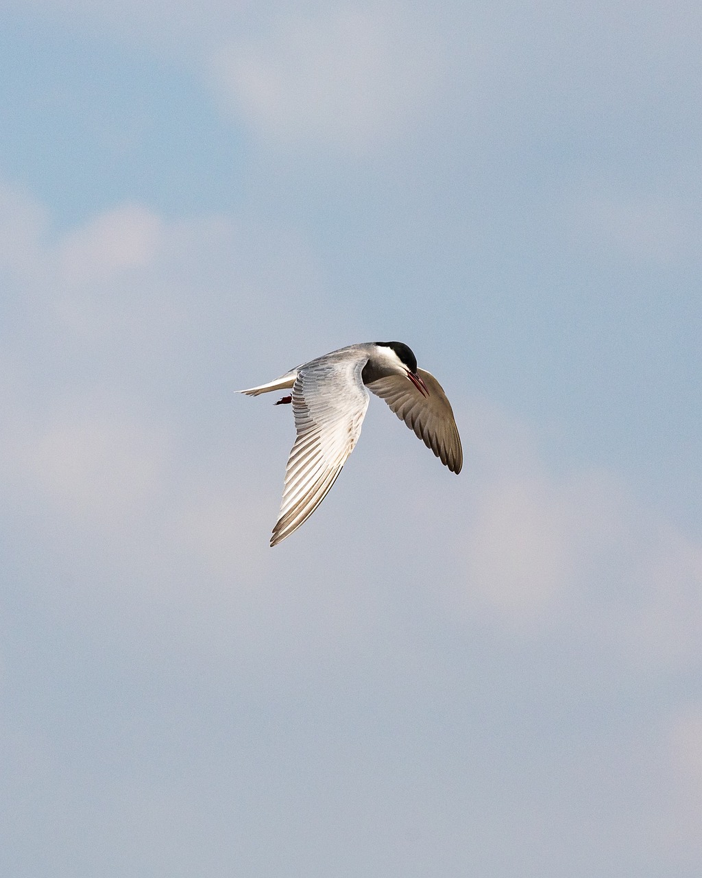 a bird that is flying in the sky, a picture, by Jan Rustem, flickr, hurufiyya, white neck visible, long shot from back, straw, halogen