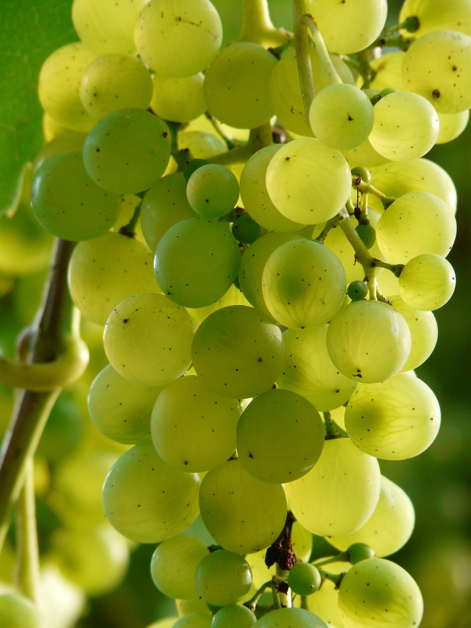 a bunch of green grapes hanging from a tree, a picture, shutterstock, bauhaus, wallpaper!, jenny seville, pur champagne damery, grain”