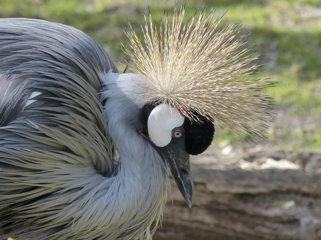 a close up of a bird with a feather on it's head, a portrait, flickr, cranes, spiky, 2 0 1 0 photo, head and full body view