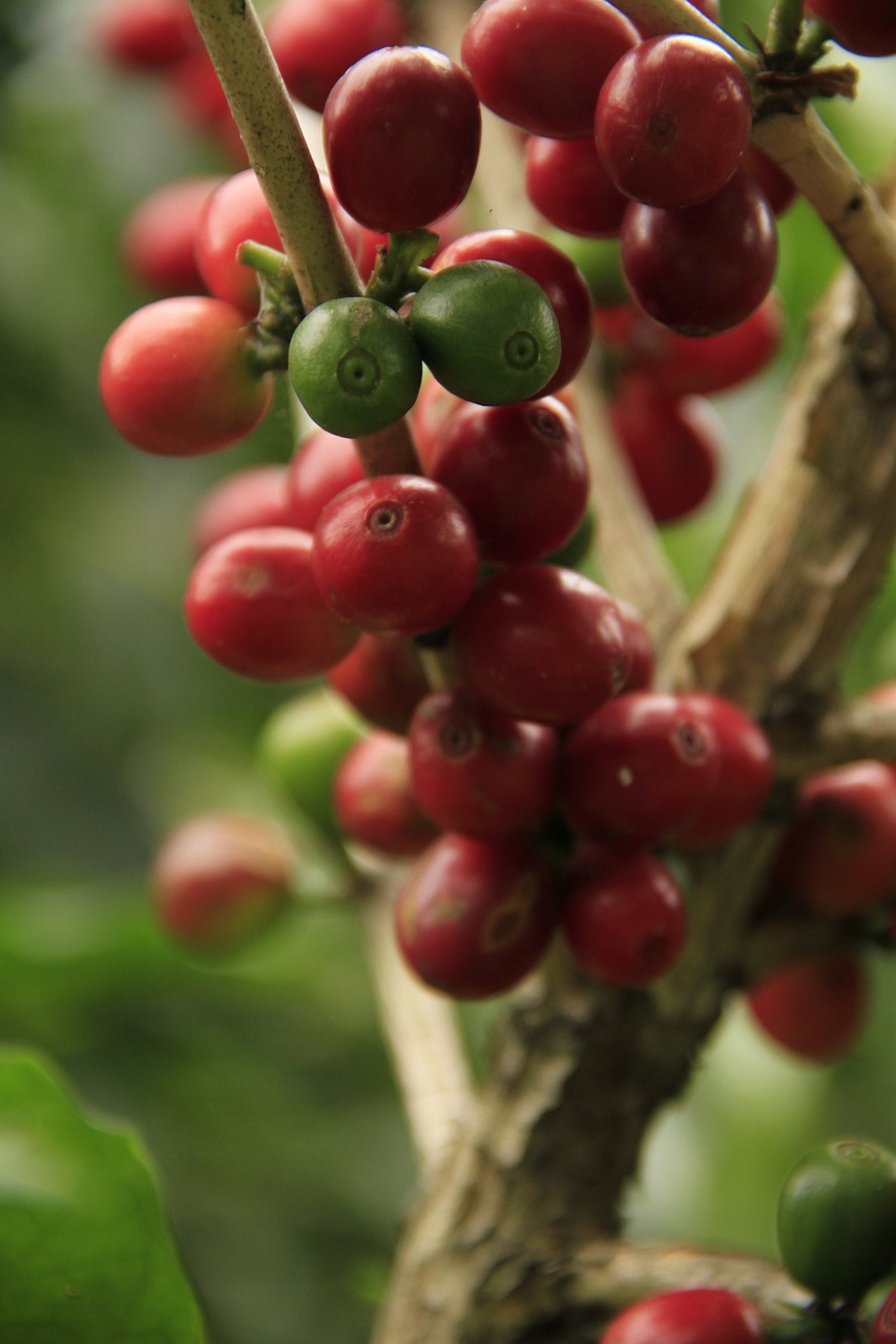 a close up of a bunch of coffee beans on a tree, by Edward Corbett, hurufiyya, colours red and green, avatar image, tony roberts, close establishing shot