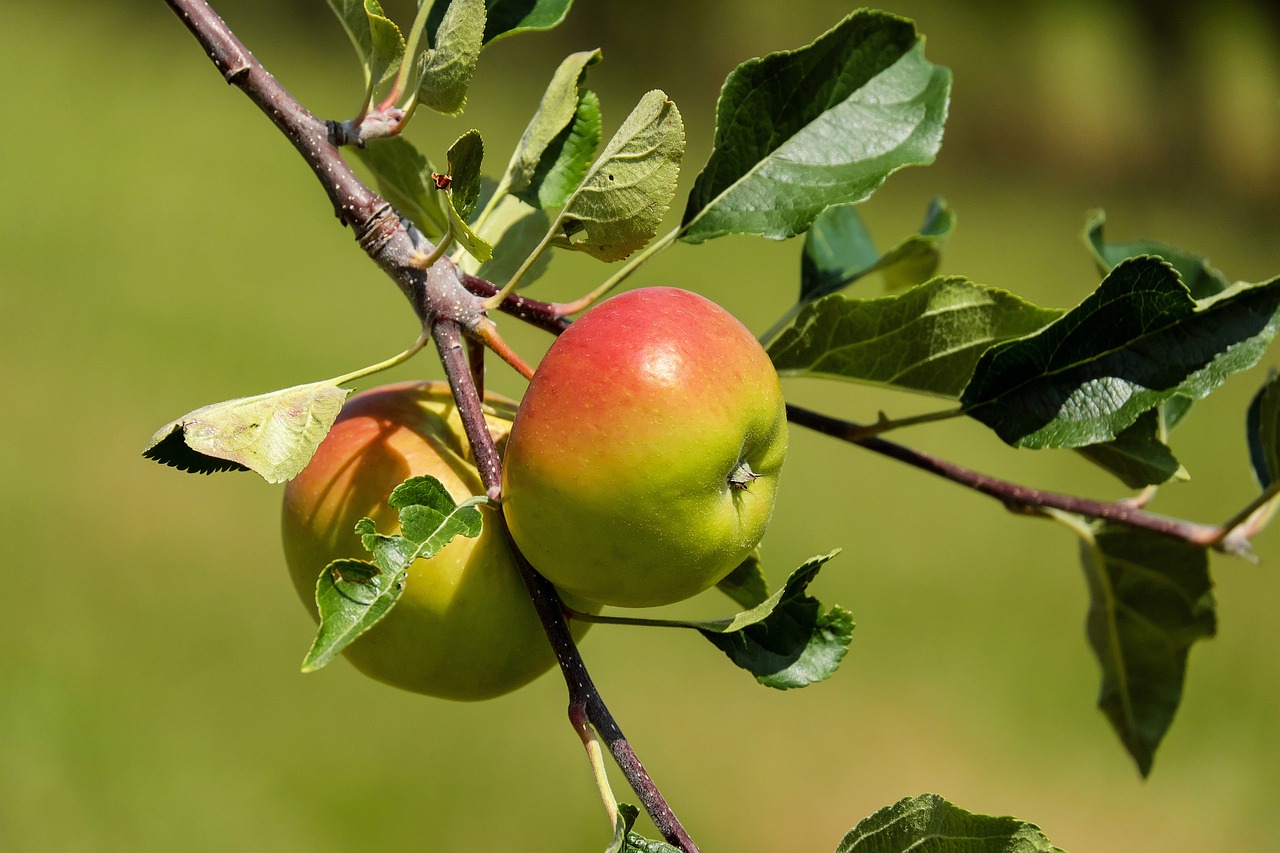 a close up of two apples on a tree branch, by Jan Rustem, pixabay, stock photo