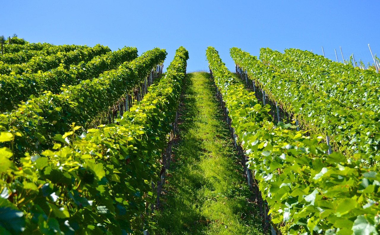 a vineyard filled with lots of green plants, a stock photo, by Thomas Häfner, shutterstock, low angle looking up, summer clear blue sky, winning photo, in a row