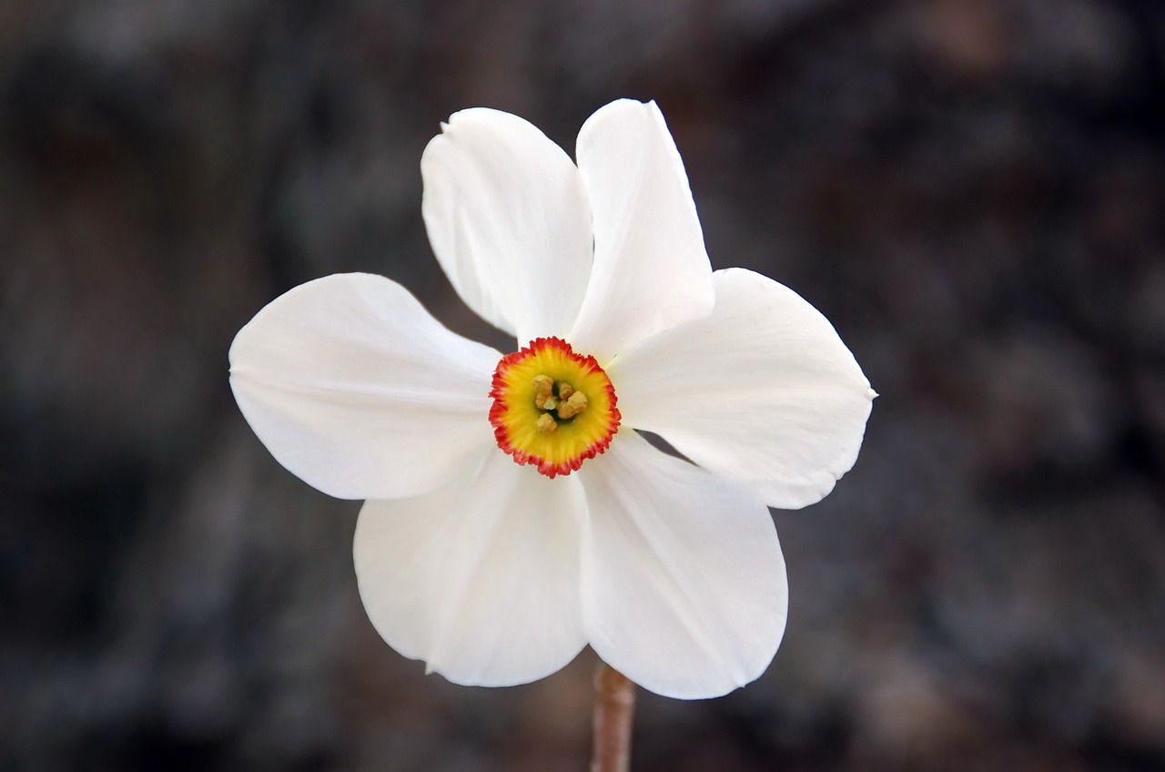 a single white flower with a red center, by Jim Nelson, hurufiyya, daffodils, fey, beautiful flower, sandra pelser