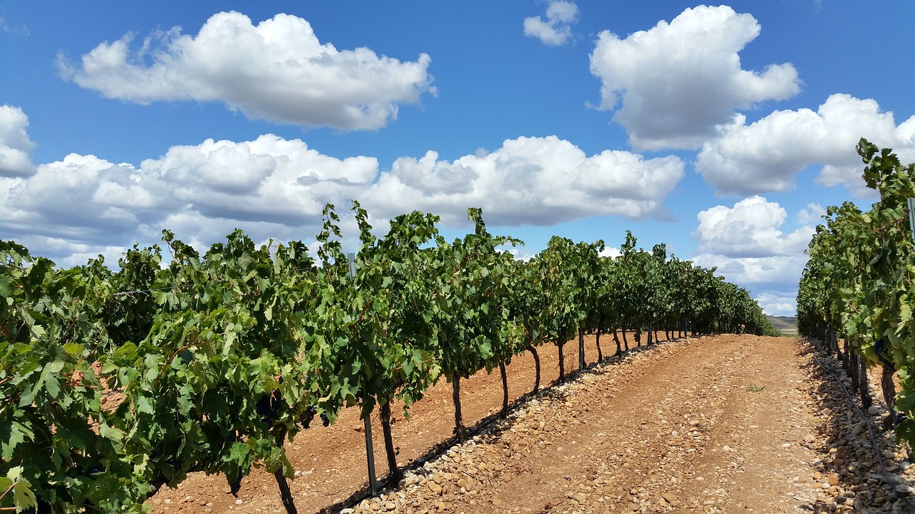 a row of trees in the middle of a field, pixabay, figuration libre, grapes, costa blanca, thick and dense vines, cumulus
