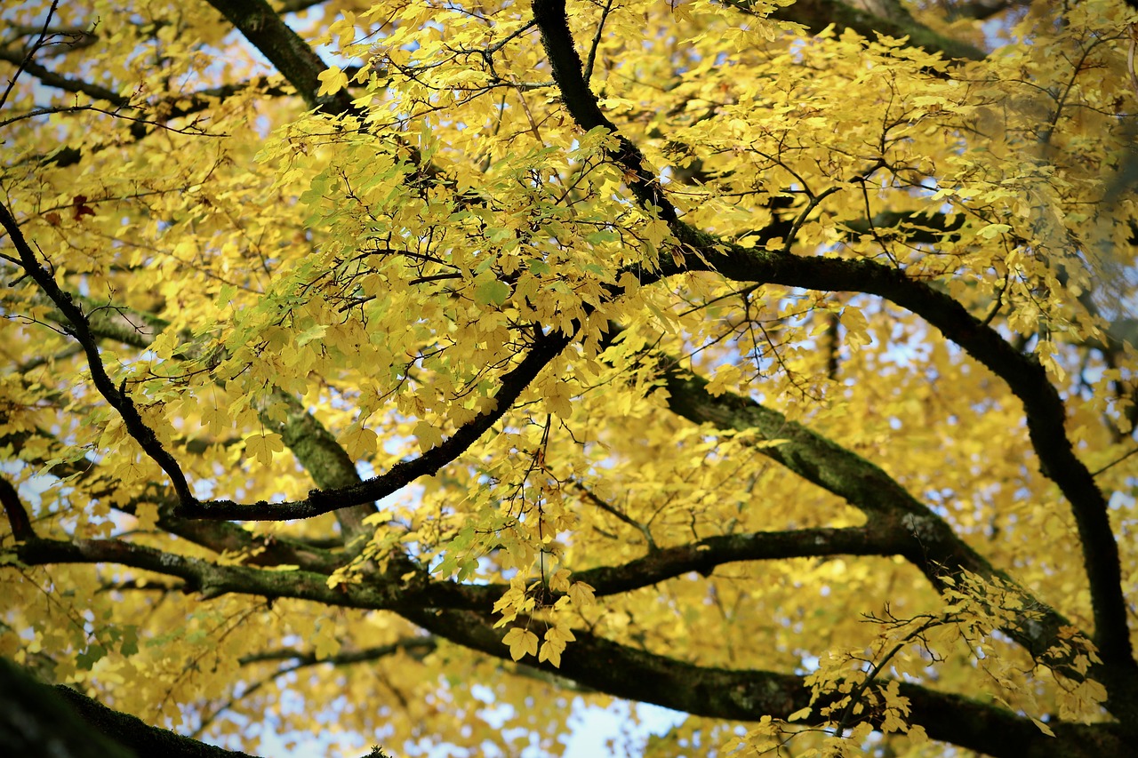 a close up of a tree with yellow leaves, sōsaku hanga, shot on sony alpha dslr-a300, canopy, 1 0 / 1 0, elm tree