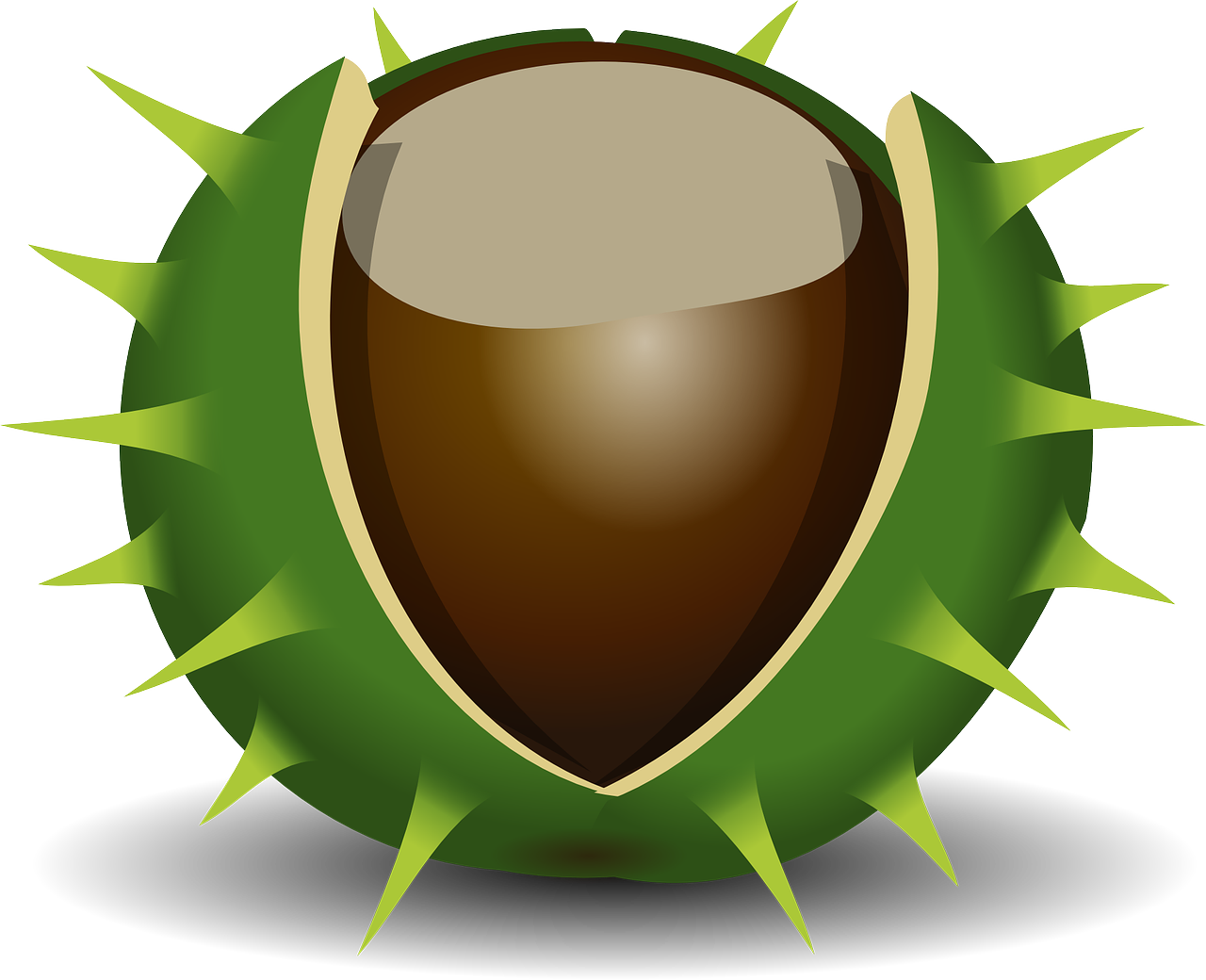 a close up of a nut on a white background, an illustration of, by Ikuo Hirayama, pixabay, hurufiyya, giant thorns, dark brown white green colours, !!! very coherent!!! vector art, shield