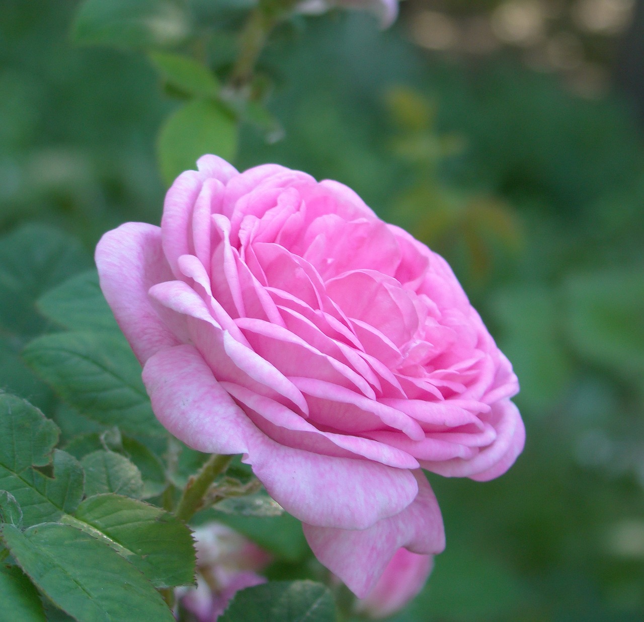 a close up of a pink rose with green leaves, a portrait, flickr, romanticism, an ancient, shishkin, salvia, various posed