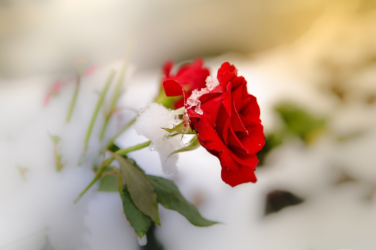 a single red rose sitting in the snow, by Alexey Merinov, trending on pixabay, romanticism, red and white flowers, soft - warm, carnation, life and death mixing together