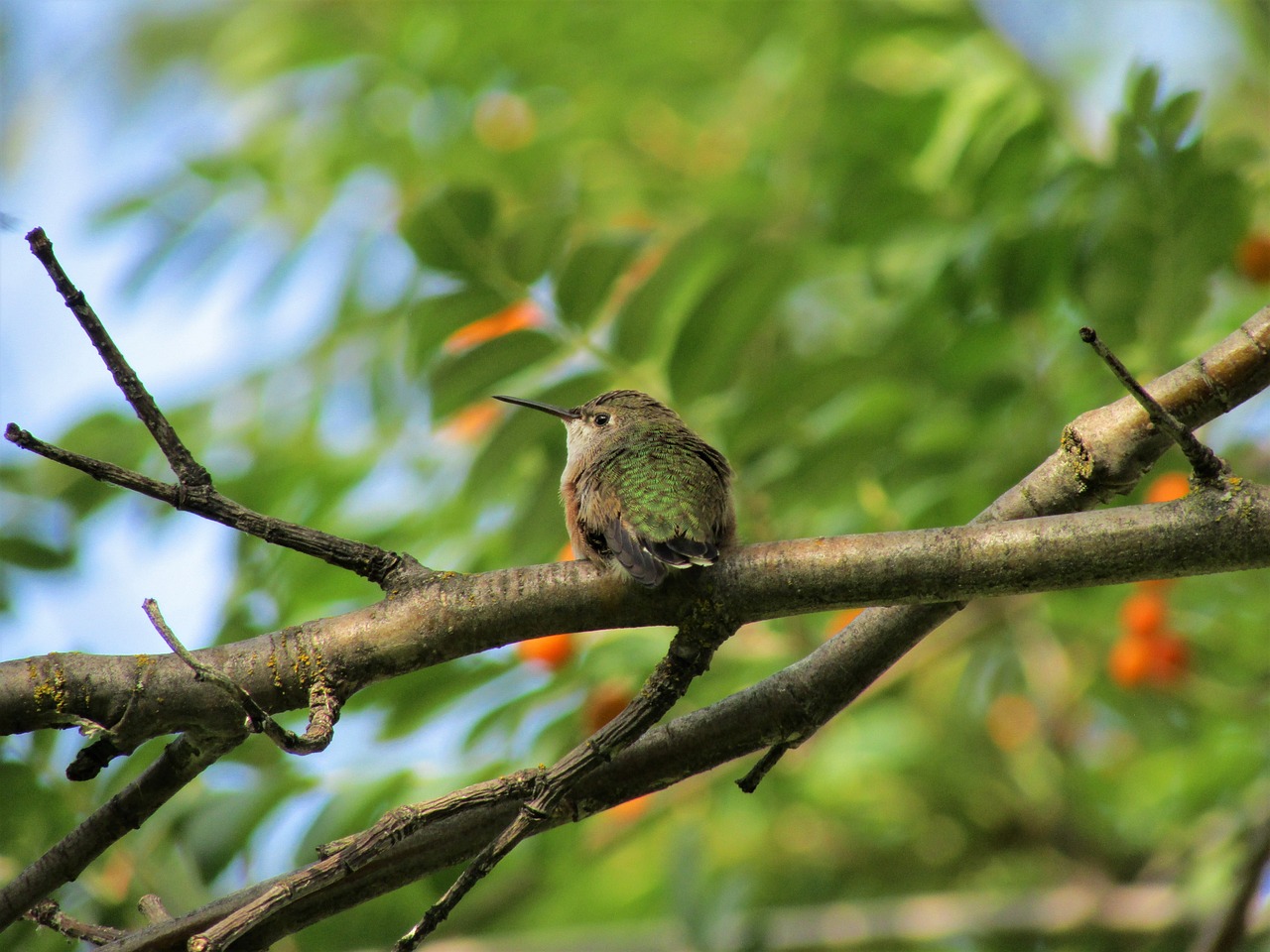 a small bird sitting on top of a tree branch, hummingbirds, looking from side!, chilling on a leaf, wide shot photo