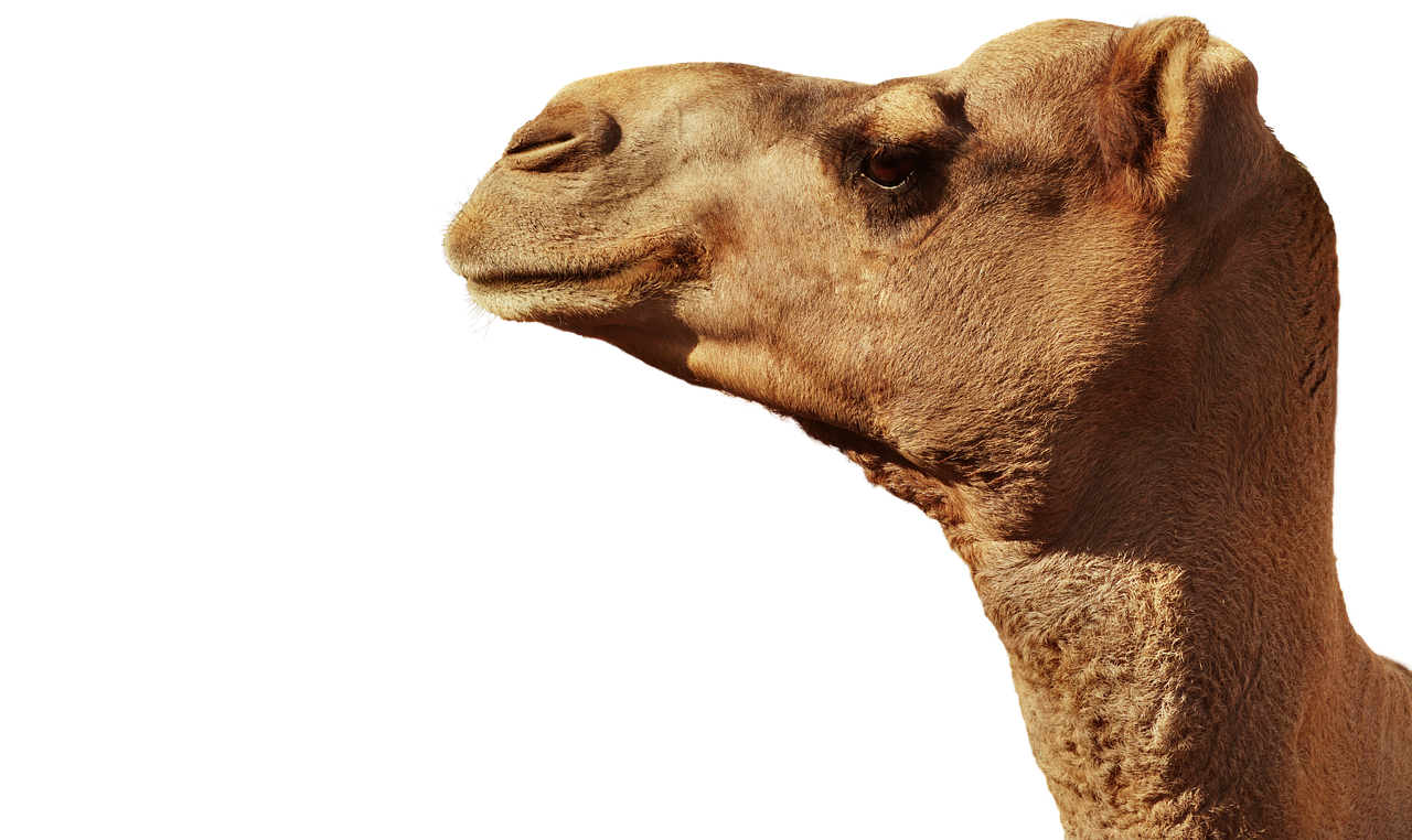 a close up of a camel with a black background, a stock photo, arabesque, high resolution and detail, hyperealistic photo, head slightly tilted, very accurate photo