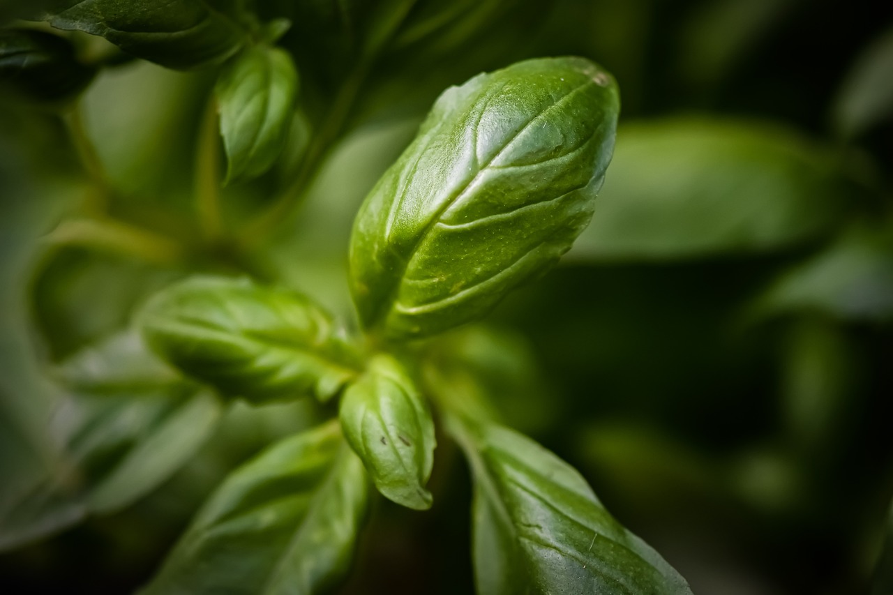 a close up of a plant with green leaves, a macro photograph, by Edward Corbett, renaissance, fresh basil, vignetting, information, immature