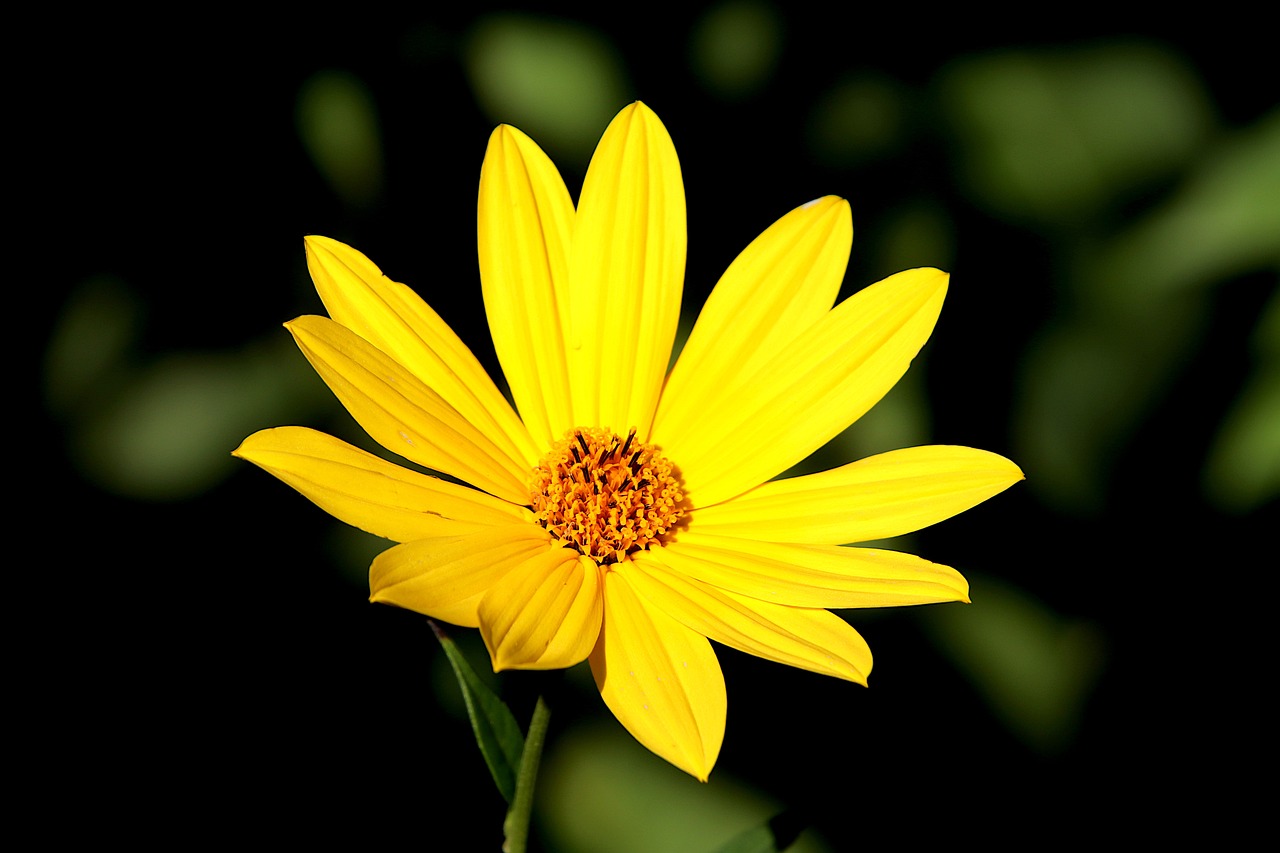 a yellow flower with green leaves in the background, by Tom Carapic, flickr, minimalism, bright on black, daisy, beautiful flower, 中 元 节