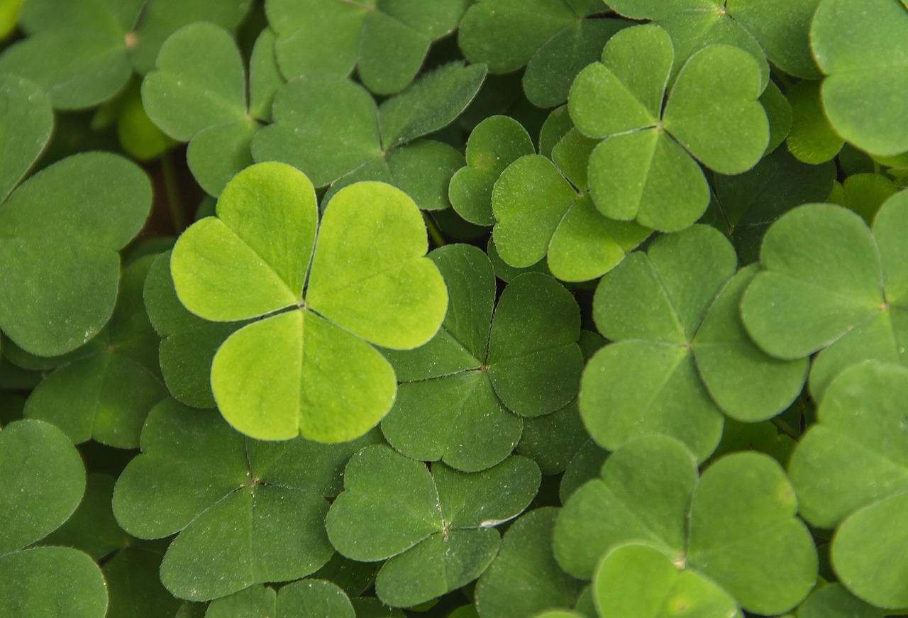 a close up of a bunch of green clovers, by Andrew Domachowski, textless, istockphoto, pots of gold, green floor