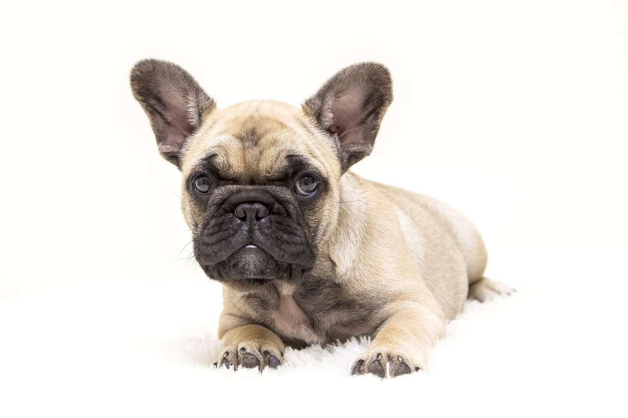 a close up of a dog laying on a white surface, by Ivan Trush, shutterstock, baroque, french bulldog, puppy, 3 / 4 view portrait, full protrait