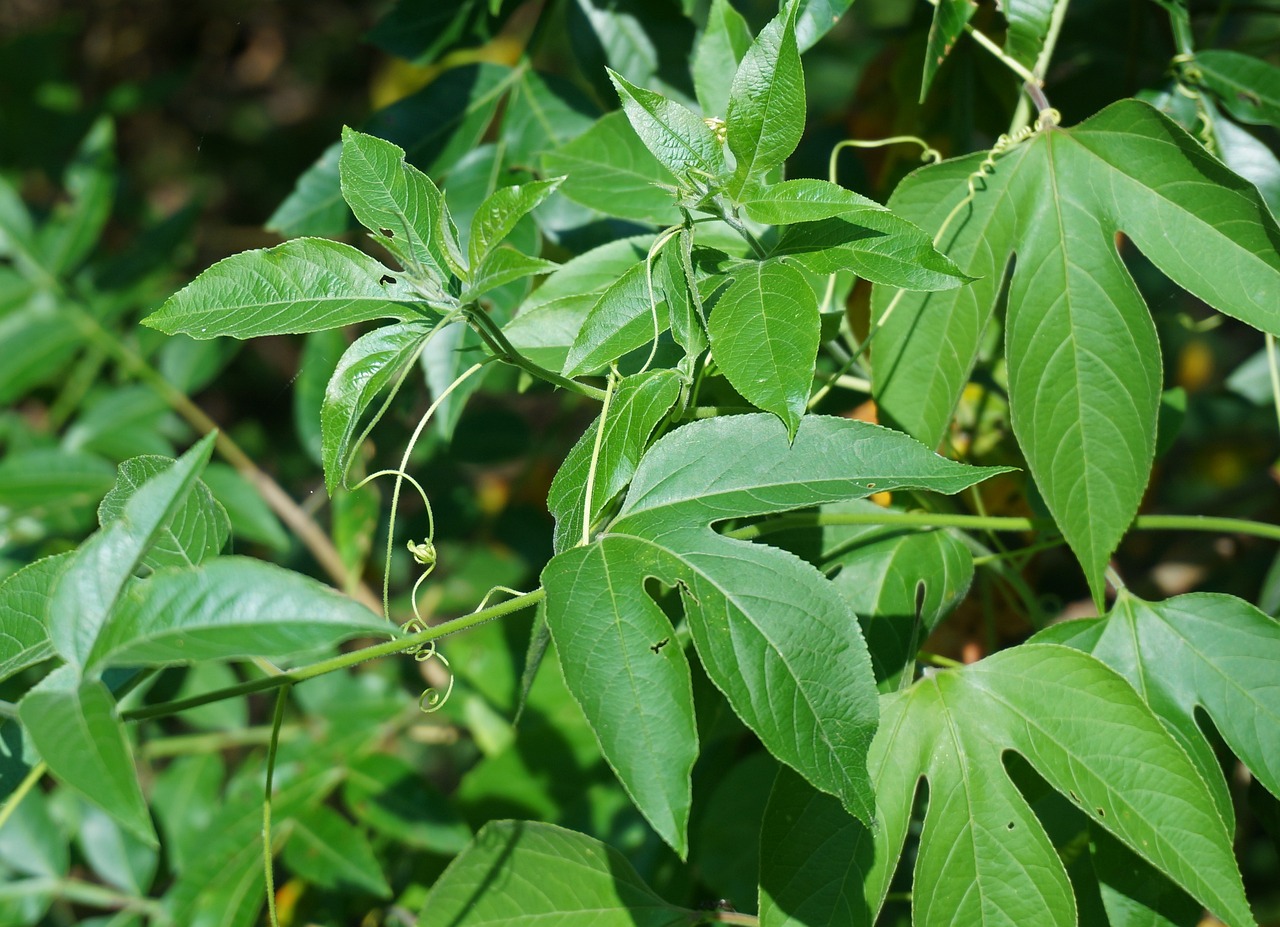 a close up of a plant with green leaves, hurufiyya, limbs made from vines, poison, patiphan sottiwilai, clematis like stars in the sky