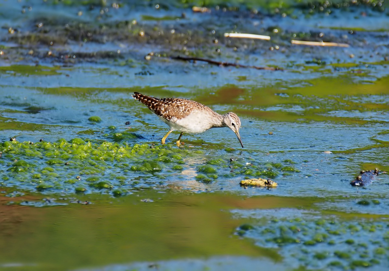 a bird that is standing in some water, by Tom Carapic, green legs, mid 2 0's female, crystal ruff, # 2 2 3 3 e 6