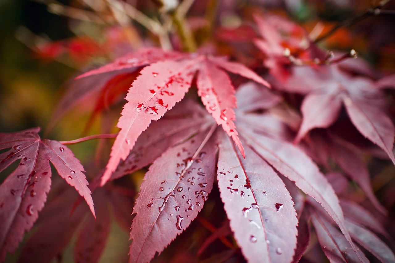 a close up of a plant with red leaves, art photography, sharp rain, japanese maples, pink mist, wallpaper mobile