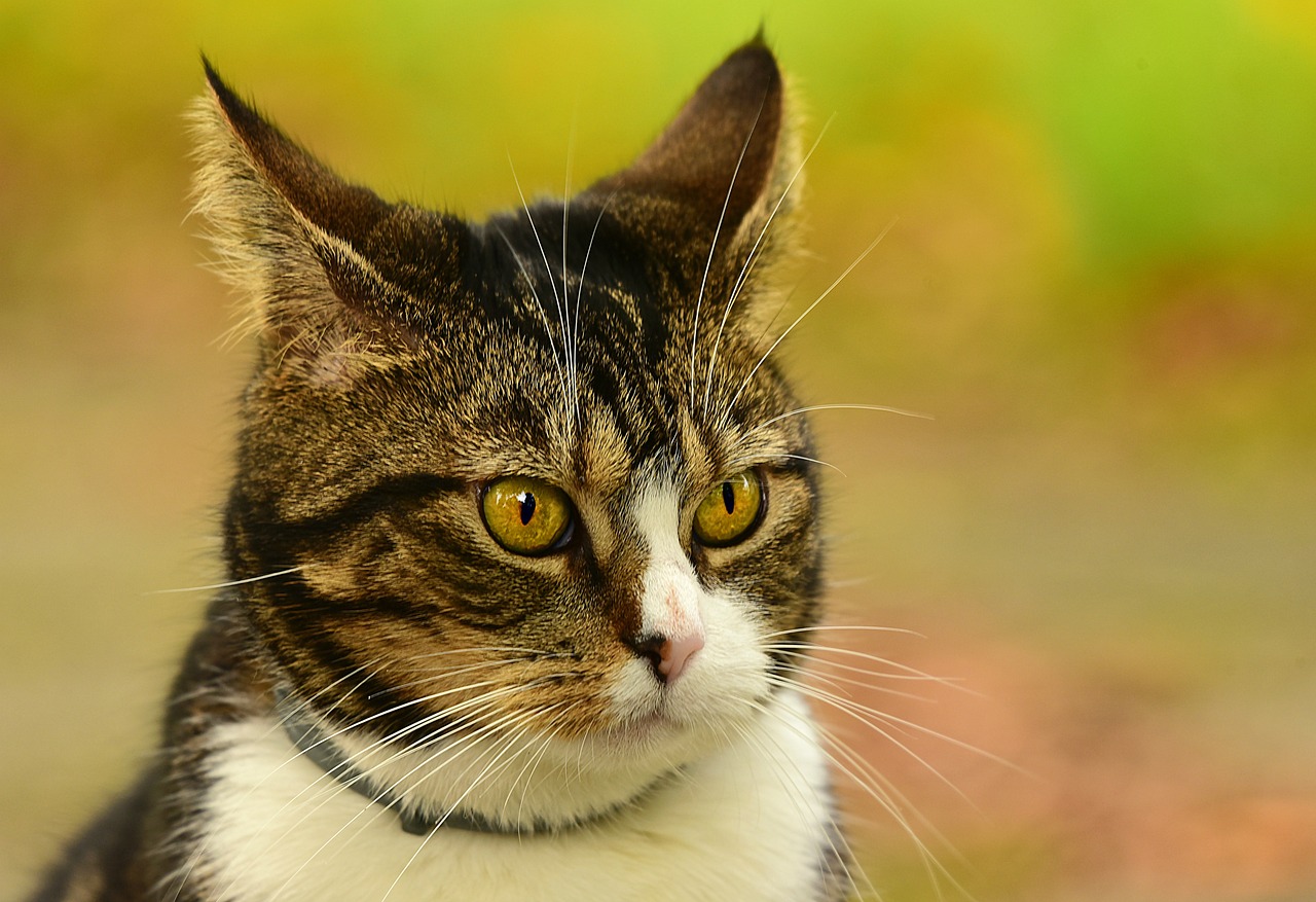 a close up of a cat wearing a collar, a picture, pixabay, looking off into the distance, with a white nose, garfield cat face, toxic cat