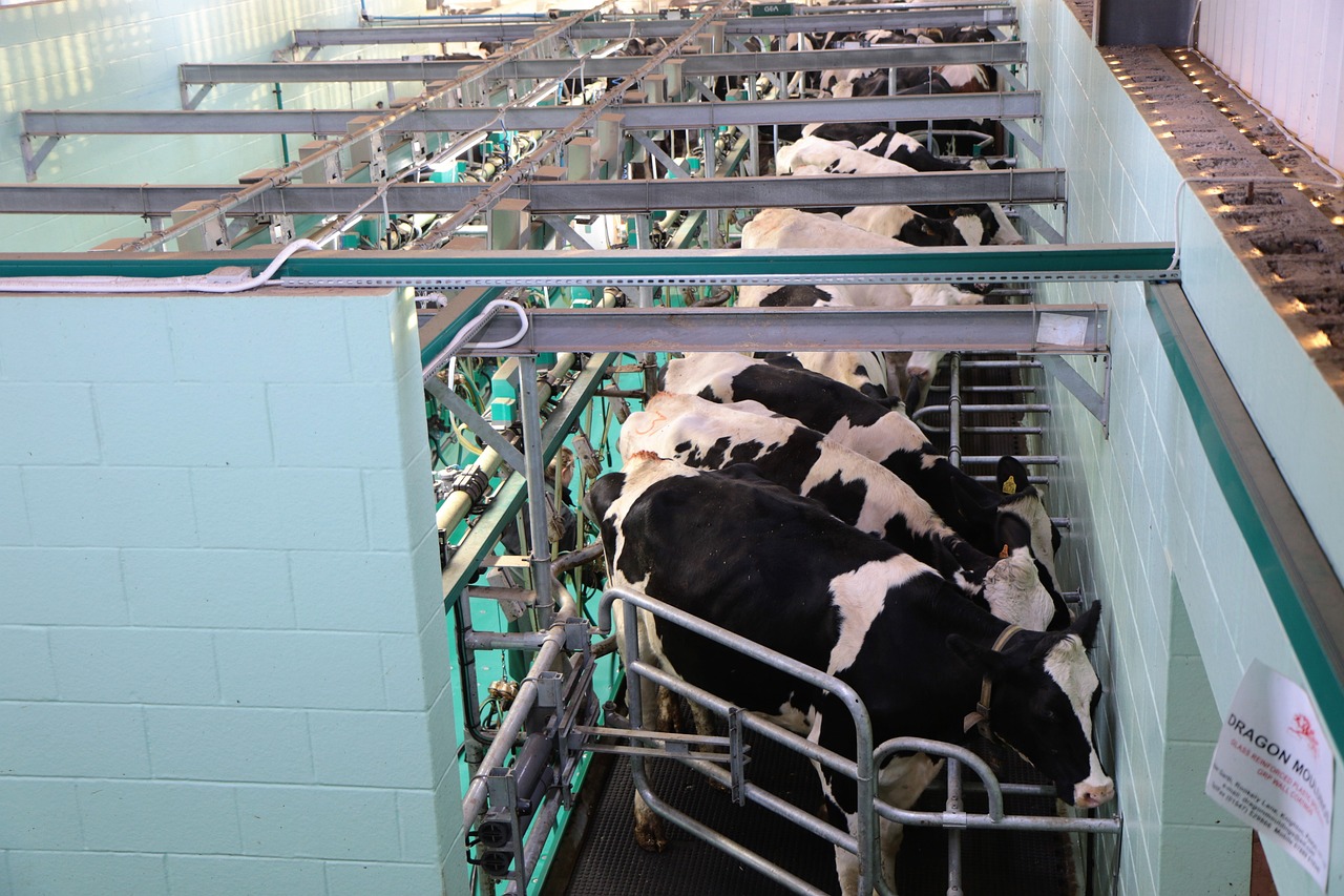 a group of cows that are inside of a building, shutterstock, high angle, mechanised, catwalk, high res photo