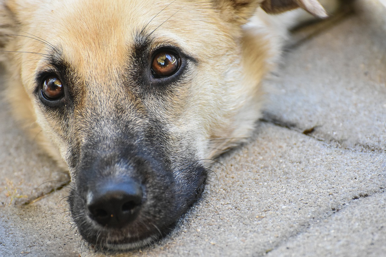 a close up of a dog laying on the ground, a portrait, shutterstock, charming black eyes, malika favre, rabies, 3 4 5 3 1