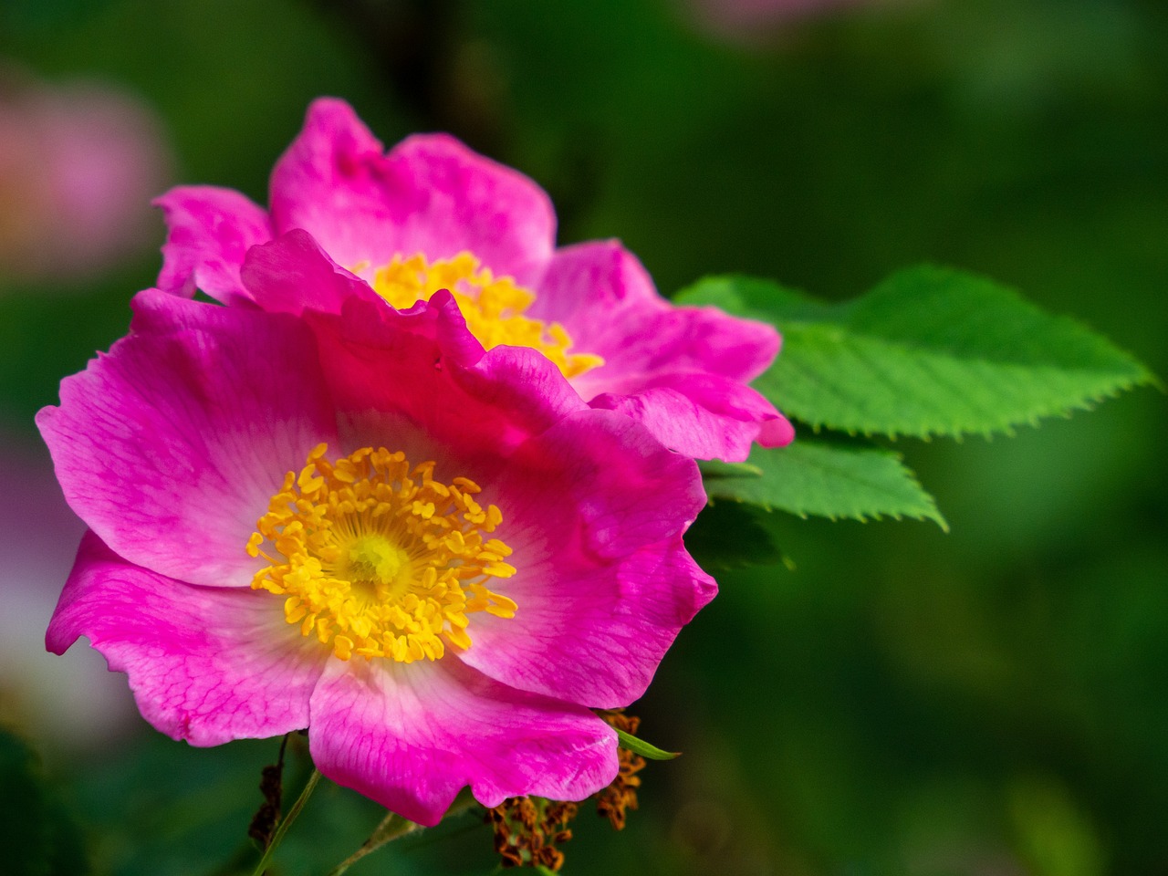 a close up of a pink flower with green leaves, pexels, romanticism, rose-brambles, 4 k hd wallpaper very detailed, purple and yellow, japanese related with flowers