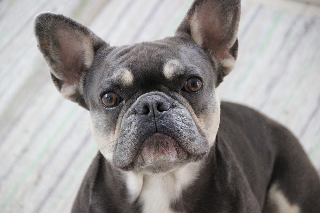 a close up of a dog looking at the camera, a pastel, pexels, bauhaus, french bulldog, fierce expression 4k, pepper, small chin