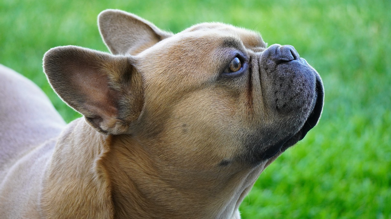 a brown dog standing on top of a lush green field, by Jan Rustem, flickr, french bulldog, close - up profile face, face!!!! close - up, scar on the cheek