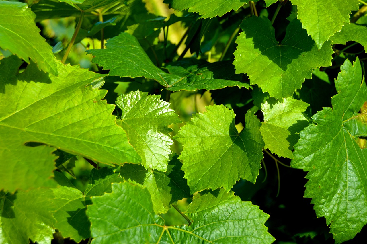 a close up of a bunch of green leaves, by Tom Carapic, pixabay, an idyllic vineyard, texture detail, summer light, schnapps