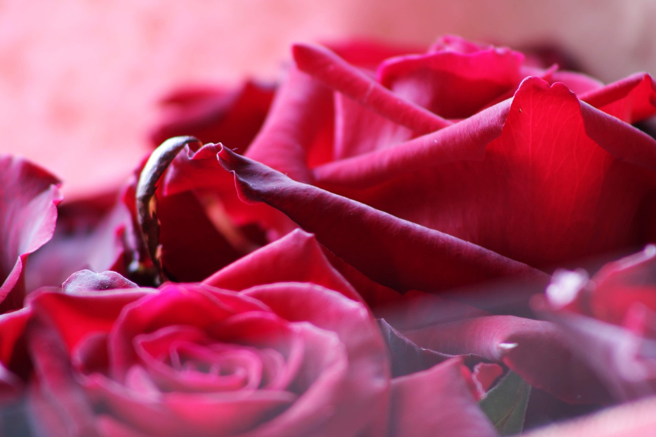 a close up of a bunch of red roses, a picture, romanticism, rings, magenta colours, 3 4 5 3 1, red mood in background