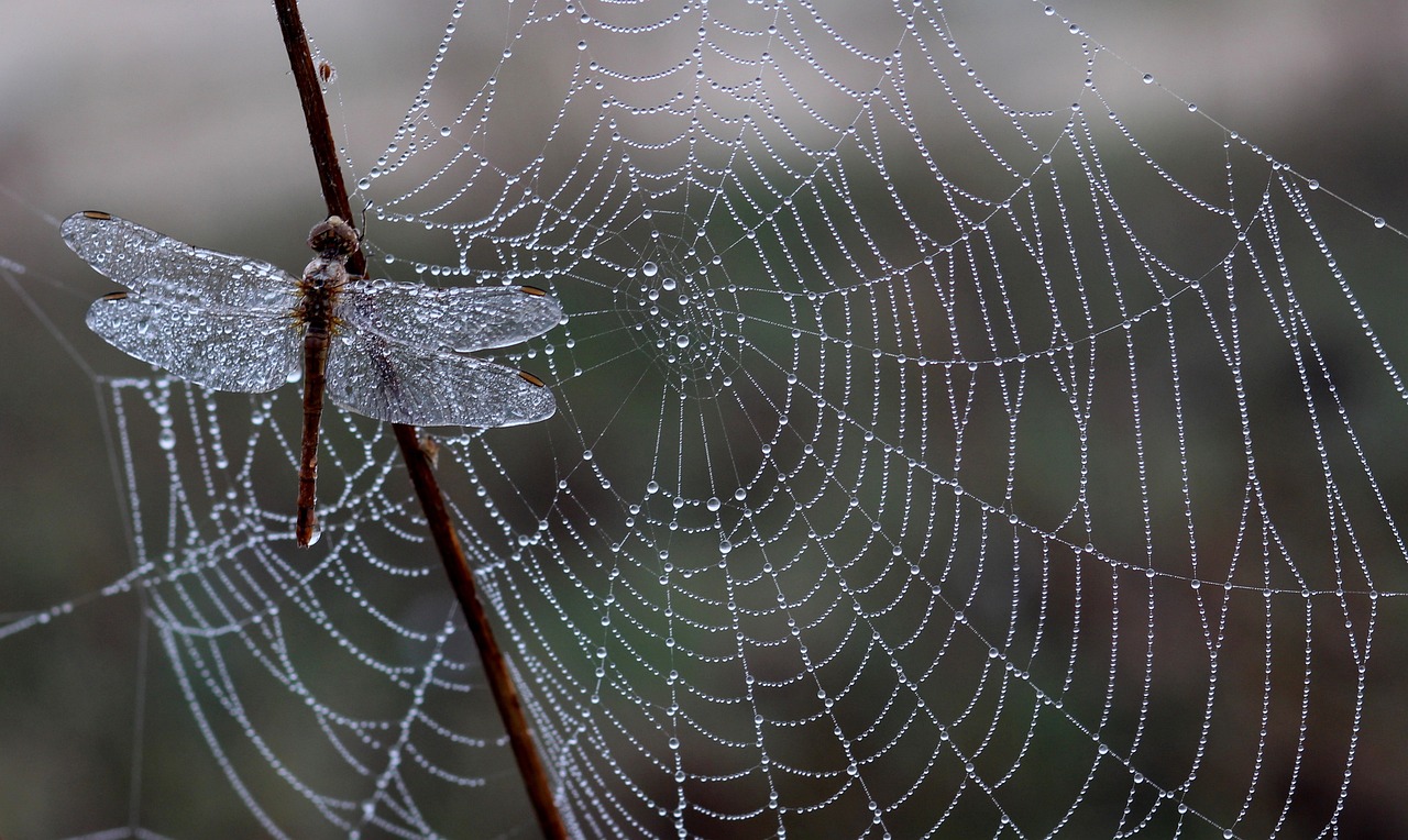 a dragonfly sitting on top of a spider web, by Linda Sutton, detailed droplets, winter mist around her, strings of pearls, in the early morning
