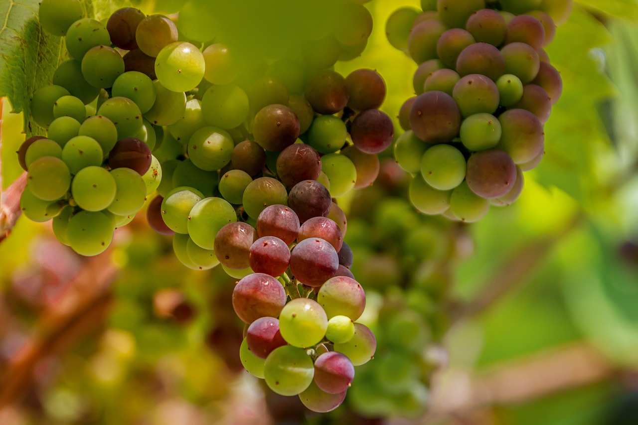 a bunch of grapes hanging from a vine, by David Garner, shutterstock, green and red tones, 1 6 x 1 6, shallow depth of field hdr 8 k, pink white and green