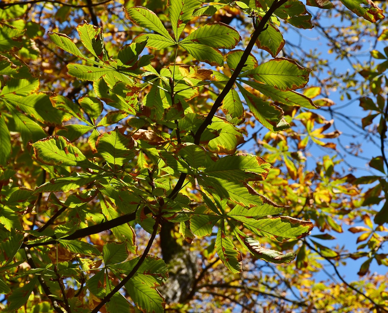 a close up of a leafy tree with a blue sky in the background, by Dietmar Damerau, hurufiyya, in the autumn forest, vibrant colorful green leaves, pale green glow, some yellow green and blue