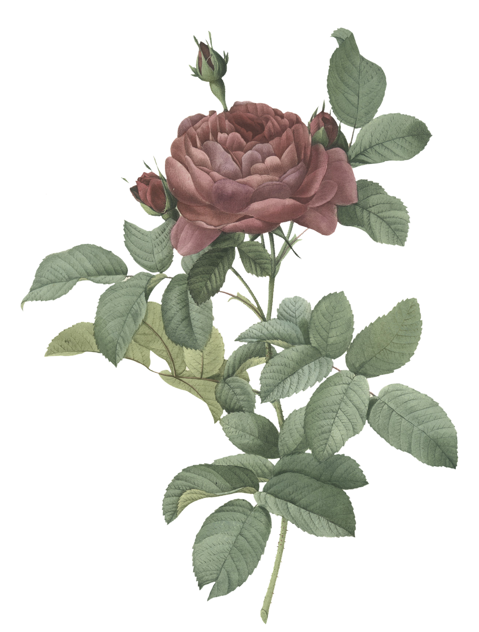 a pink rose with green leaves on a black background, a digital rendering, inspired by Pierre-Joseph Redouté, payne's grey and venetian red, ruan jian, eugene grasset, detail