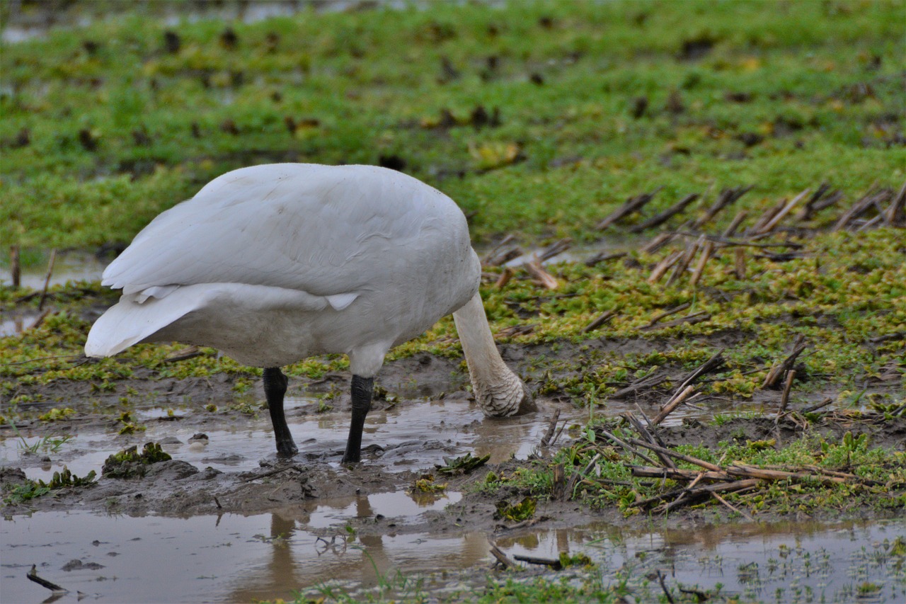 a large white bird standing in a puddle of water, by Colijn de Coter, hurufiyya, somewhat bent over, ready to eat, liam, rain and mud