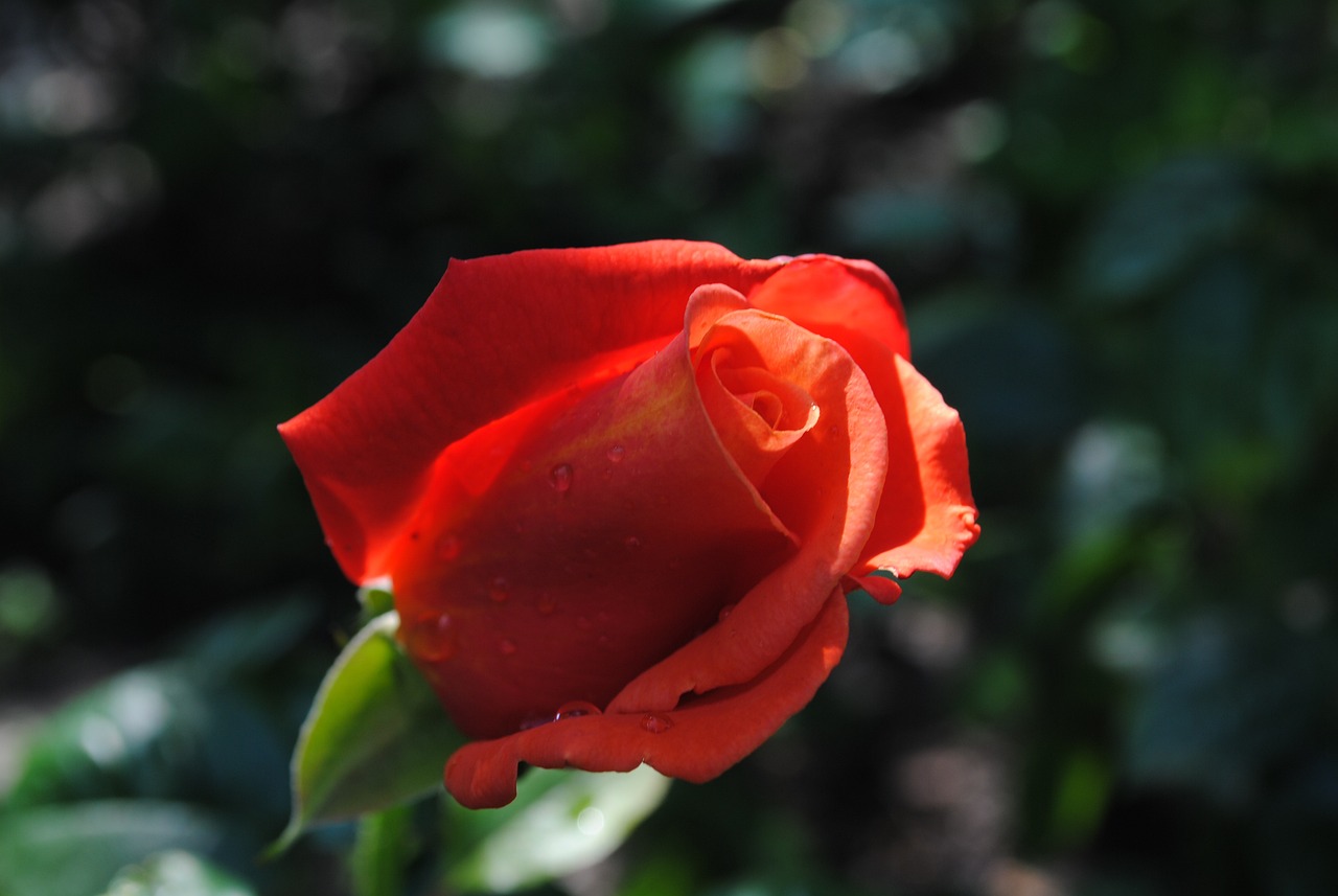 a red rose with water droplets on it, a portrait, sun dappled, 5 5 mm photo