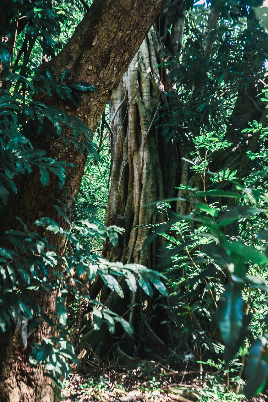 a large tree in the middle of a forest, sumatraism, thick and dense vines, shot on kodak ektar, tropical foliage, huge veins