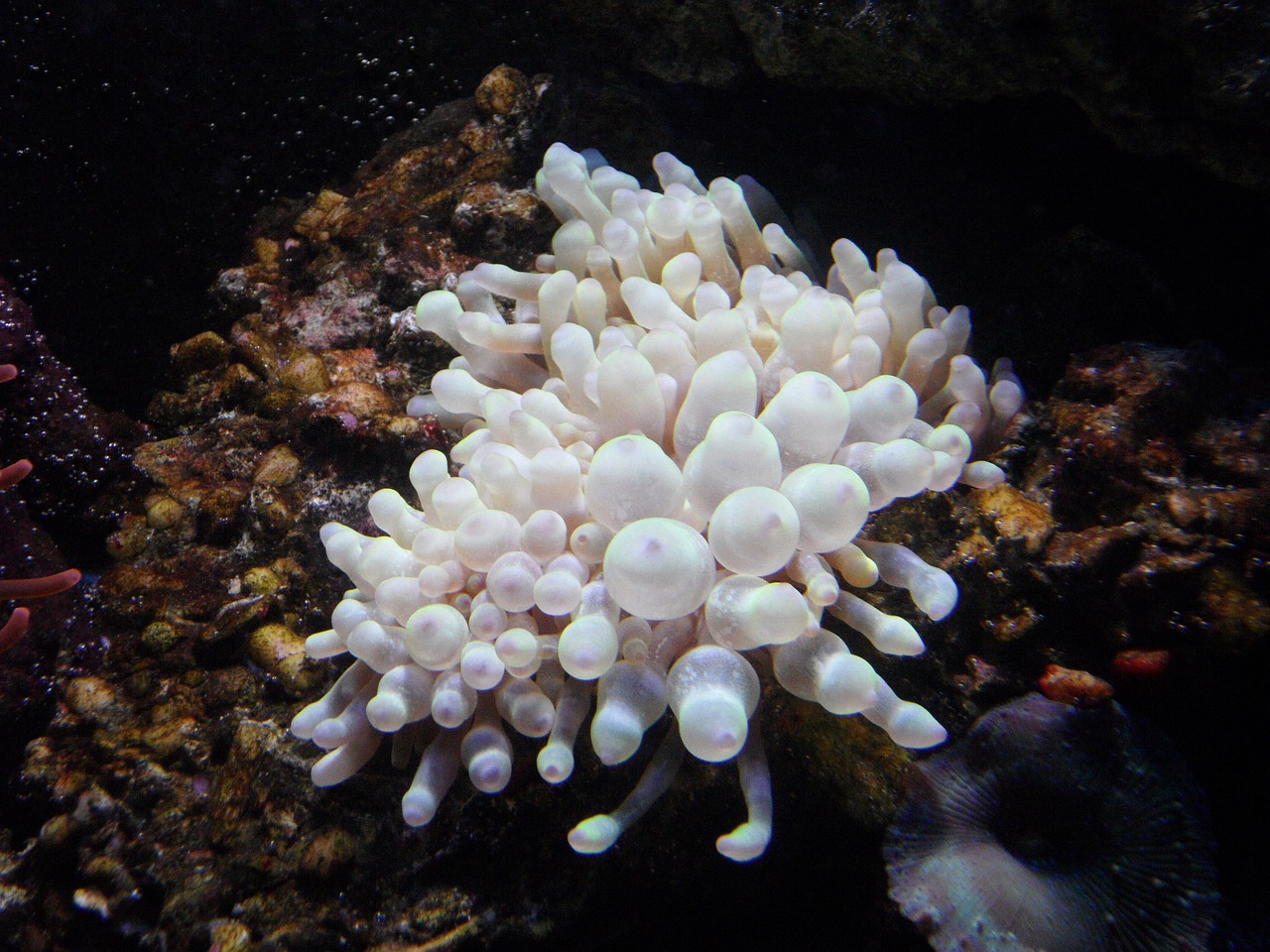 a close up of a sea anemone on a rock, flickr, romanticism, albino dwarf, cubensis, view from bottom, hundreds of them