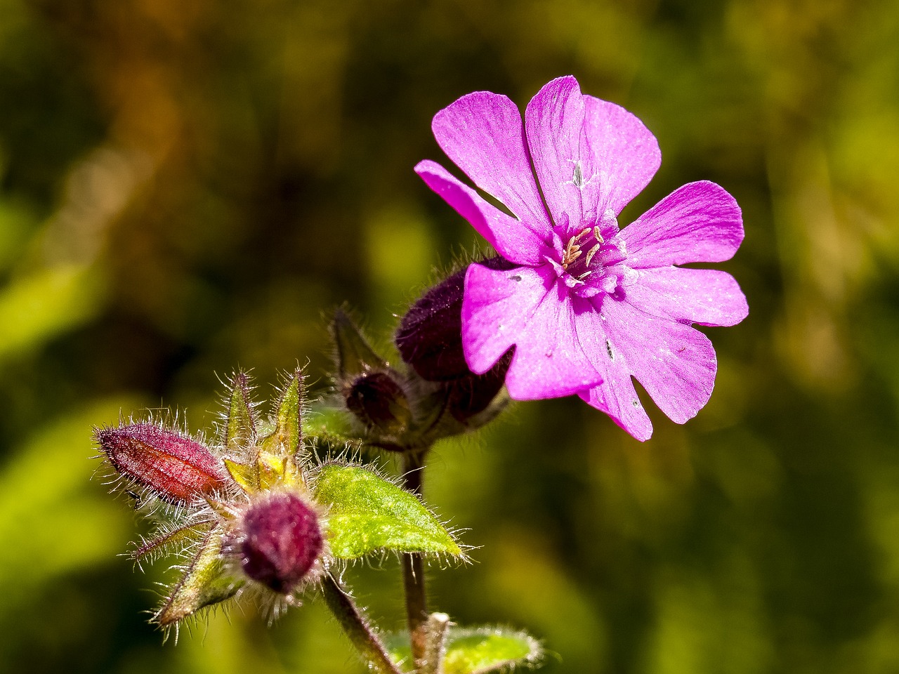 a close up of a flower with a blurry background, a macro photograph, verbena, very very well detailed image, in a woodland glade, harsh sunlight
