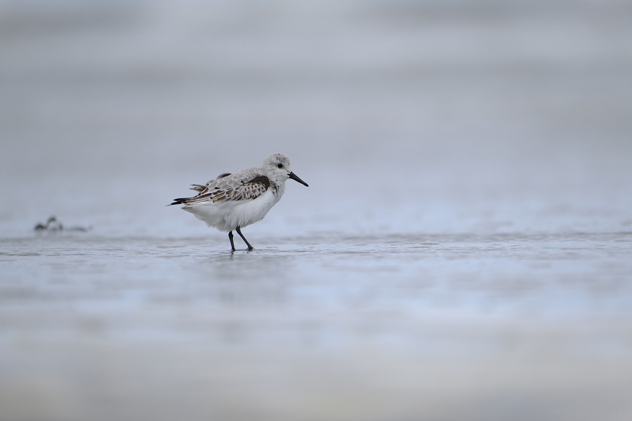 a bird that is standing in the water, by Andries Stock, shutterstock, walking on the sand, white with black spots, 2 0 0 mm telephoto, mid 2 0's female