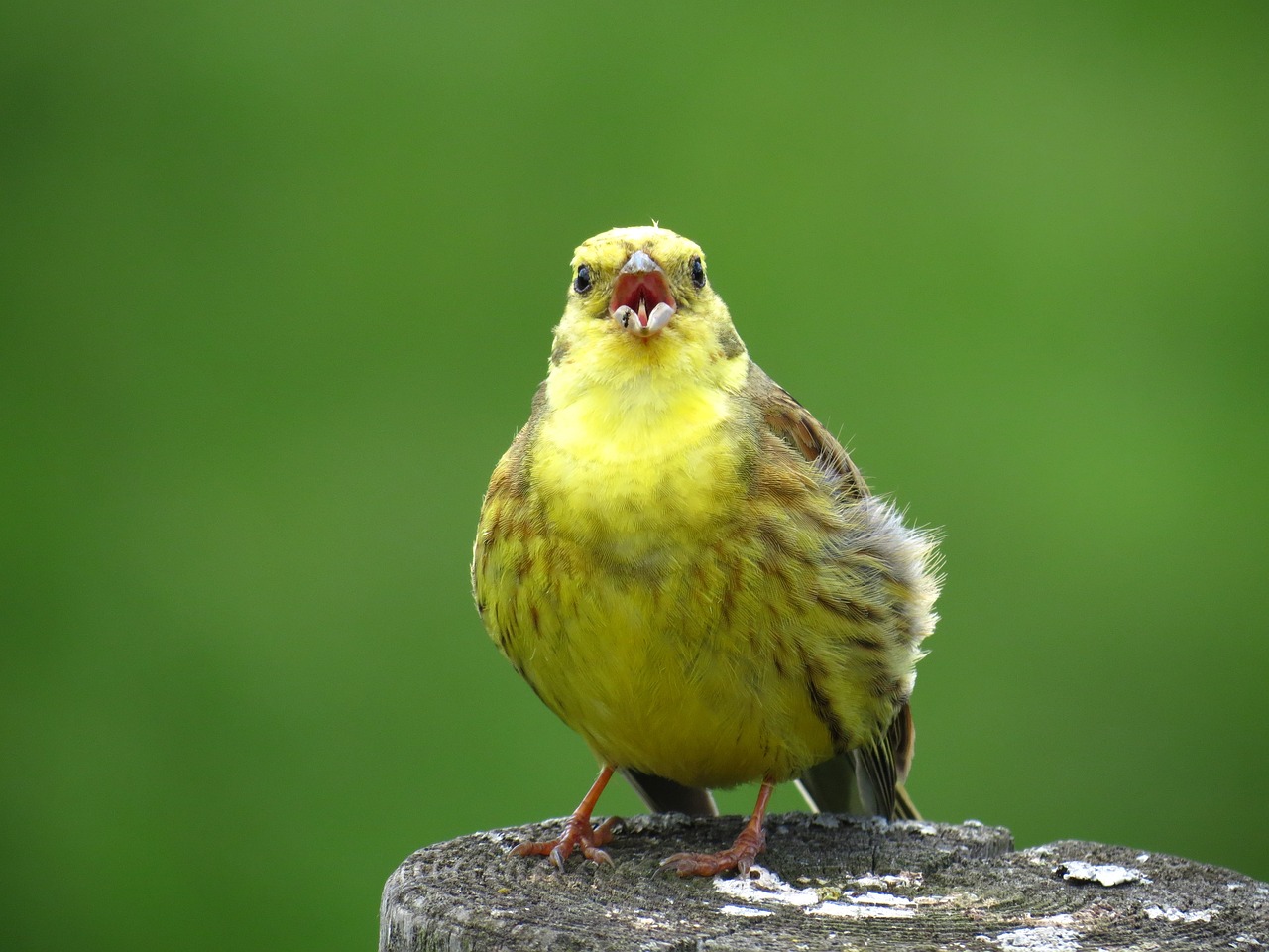 a yellow bird sitting on top of a wooden post, a picture, by Robert Brackman, shutterstock, with mouth open, scottish, ladies, battered