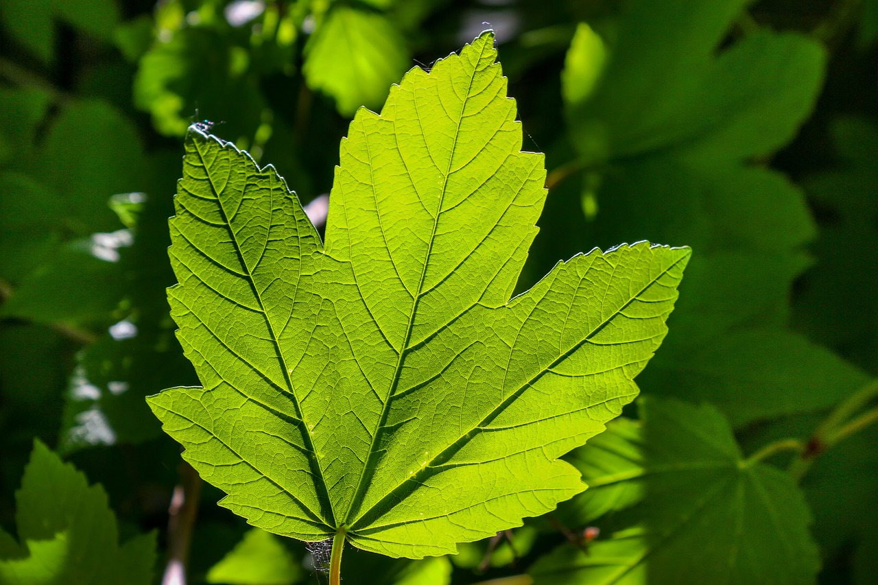 a close up of a leaf on a plant, by Arthur Sarkissian, pixabay, hurufiyya, maple tree, backlight photo sample, hemp, lush forest foliage